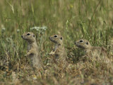 Trio of European Sousliks Alertly Watching and Listening