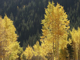 A Stand of Autumn Colored Aspen Trees Intermingled with Evergreens