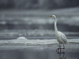 Great Egret Walking in Icy Water in a Winter Landscape
