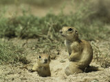 Pair of European Sousliks at the Entrance to Their Burrow
