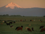 Farm Scene West of Chiloguin  Oregon  Looking Toward Mount Mcloughlin  Klamath Falls  Oregon