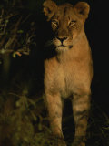 Portrait of an African Lioness in the Sun