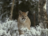 Mountain Lion in a Snowy Landscape