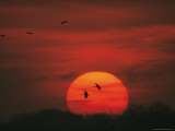 Sandhill Cranes Fly to the Platte River to Roost at Sunset