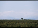 A Crane and a Fox Silhouetted against a Pale Blue Sky