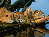 Litter of Young Nutrias  Louisiana