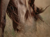 Long-Maned Mustang Mare Grazes in the Tall Prairie Grass  Black Hills  South Dakota