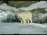 An Arctic Fox with a Fresh Kill in Its Mouth
