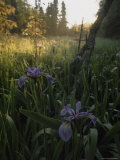 Field Dotted with Purple Wild Irises  Raspberry Island  Isle Royale National Park  Michigan