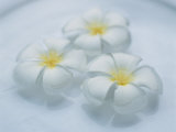 Plumeria Singapore Obtusa Blossoms Float in a Bowl of Water
