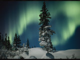 Snow Blanketed Evergreen Trees and the Aurora Borealis at Night