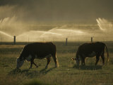 Farm Scene West of Chiloguin  Klamath Falls  Oregon