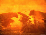 Spotted Hyenas and Vultures Squabbling over the Carcass of an Elephant  Botswana
