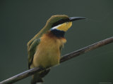 Blue-Breasted Bee Eater Bird Perches on a Tree Branch