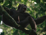 Male Chimpanzee Howls from a Tree Top