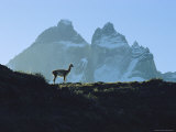 Guanaco Stands Against Mountain Backdrop  Andes Mountains  Tierra del Fuego  Chile