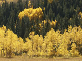 A Stand of Autumn Colored Aspen Trees Intermingled with Evergreens