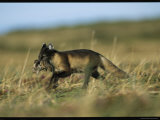 An Arctic Fox Carrying a Fresh Kill in Its Mouth