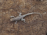 Side-Blotched Lizard Warms Itself on a Rock  Death Valley National Monument  California