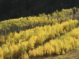 A Stand of Autumn Colored Aspen Trees