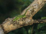 Green Tree Skink on a Tree Branch