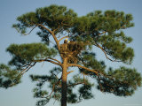 Pair of Bald Eagles Perch in Their Treetop Nest