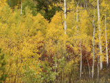 A Stand of Autumn Colored Aspen Trees