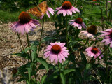 A Butterfly Flashes Wings in Flight Over Purple Coneflowers