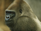 Portrait of a Gorilla Named Willie B  Zoo Atlanta  Georgia