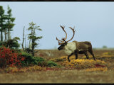 A Caribou in a Tundra Landscape