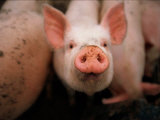 A Cute Pig Looks up His Snout at the Photographer