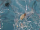 Microscopic View of a Dust Mite Approximately