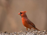 A Male Northern Cardinal (Cardinalis Cardinalis) on a Spring Day