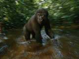 Lowland Gorilla Playing in a Stream