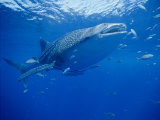 A Whale Shark Searches for its Next Meal