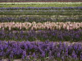 Vertical Rows of Pink and Purple Hyacinths