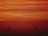 Sonoran Pronghorns Seen Through a Red Mist