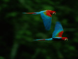 A Mated Pair of Red-And-Green Macaws Soar Above the Forest