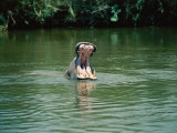 A Hippopotamus Yawns in the Water