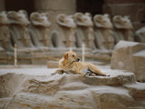 A Stray Dog Rests on the Remnants of a Pedestal