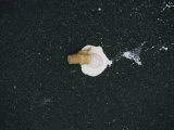 A Scoop of Vanilla Ice Cream in a Cone Melts on Asphalt Pavement