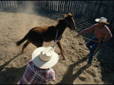 Cowboys Begin the Process of Breaking a Young Horse