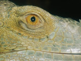 A Close View of the Eye of a Green Iguana