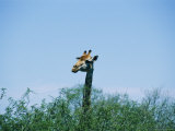 A Giraffe Stands Above the Surrounding Vegetation