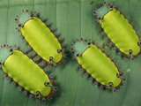 A Group of Blue-Nose Caterpillars