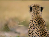 Close View of a Cheetah Seen from the Rear