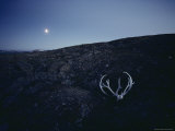 Moonglow Bathes a Caribou Skull in the Park
