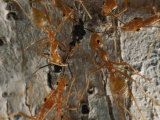 Weaver Ants Attack an Intruder with Their Sharp Mandibles