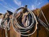 A Close View of a Saddled Horse and a Rope