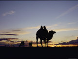 Three Bactrian Camels are Silhouetted at Dusk